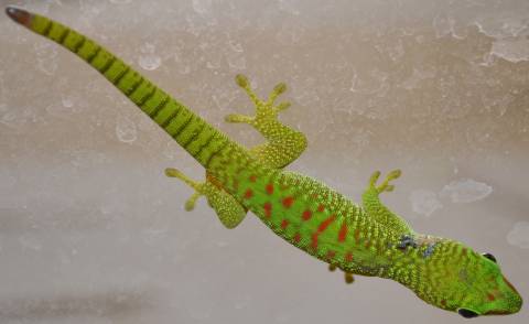Baby Madagascar Giant Day Geckos w/ nicks