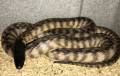 Large Black Headed Pythons
