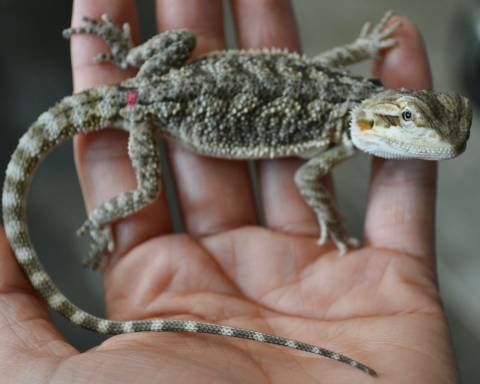 Small Bearded Dragons (Het for Witblits & Translucent)