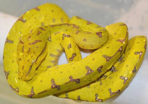 Small Sorong Green Tree Pythons