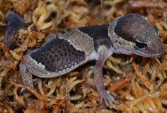 Baby African Fat Tailed Geckos