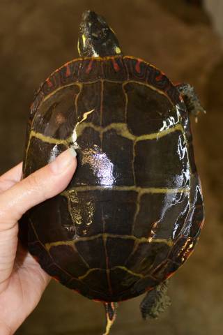 Eastern Painted Turtles