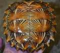 Asian Spiny Turtles