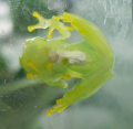 Northern Glass Frogs