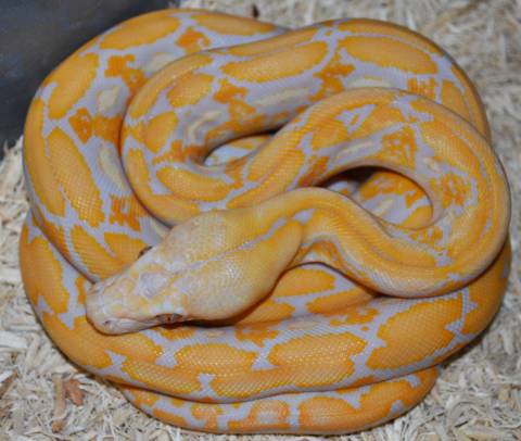 Baby Lavender Albino Tiger Reticulated Pythons
