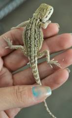 Baby Striped Leatherback Bearded Dragons