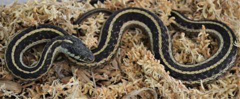 Baby Louisiana Garter Snakes