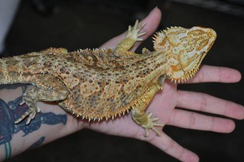 Large Red x Bearded Dragons