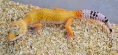 Sub Adult Hypo Leopard Geckos