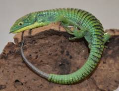 Mexican Alligator Lizards w/regrown tails