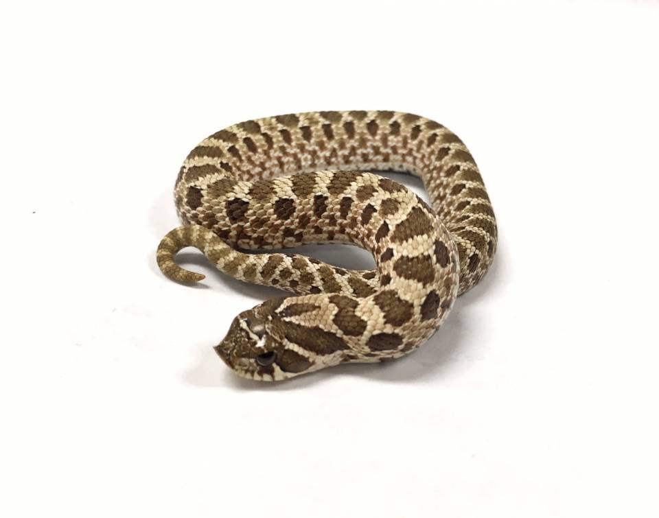 Baby Western Hognose Snakes For Sale,Juniper Ground Cover Shade