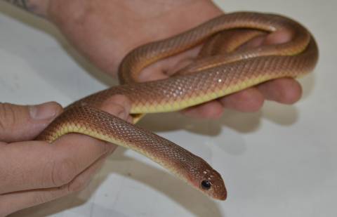 Small Red Beaked Snakes