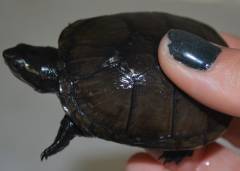 Baby Common Musk Turtles