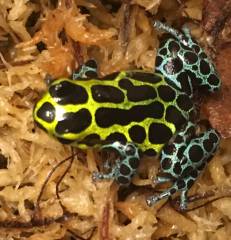 Ranitomeya variabilis French Guiana Yellow Dart Frogs
