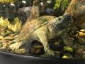 Giant Mexican Musk Turtles
