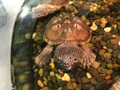Giant Mexican Musk Turtles