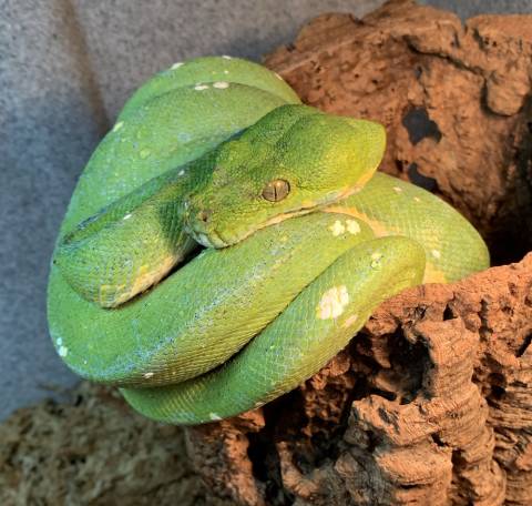 Sub Adult Sorong Green Tree Pythons