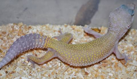 Medium Leucistic Leopard Geckos