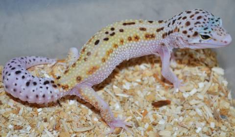 Medium Eclipse Leopard Geckos