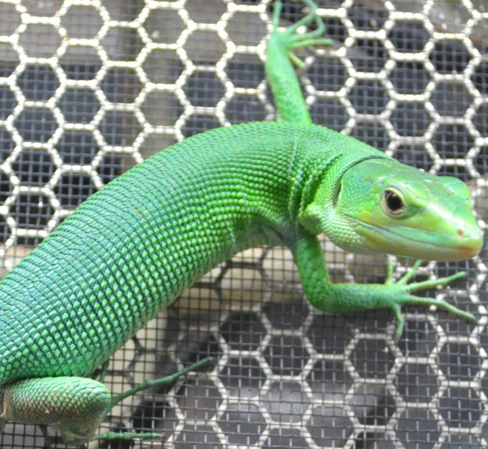 Green Keeled Lizards For Sale