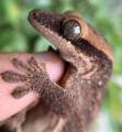 Slender Prehensile Tailed Geckos (sarasinorum)