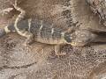 Mexican Flathead Knob Scaled Lizards