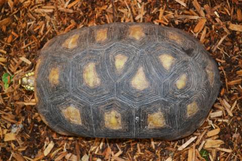 Sub Adult Red Foot Tortoises w/extra scute