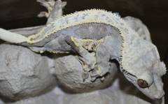 Adult Partial Pinstripe Crested Geckos