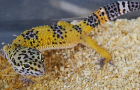 Sub Adult Hypo Tangerine Carrot Tail Leopard Geckos