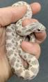Sub Adult Lavender Western Hognose Snakes