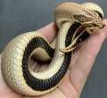 Adult Purple Line Super Anaconda Western Hognose Snakes