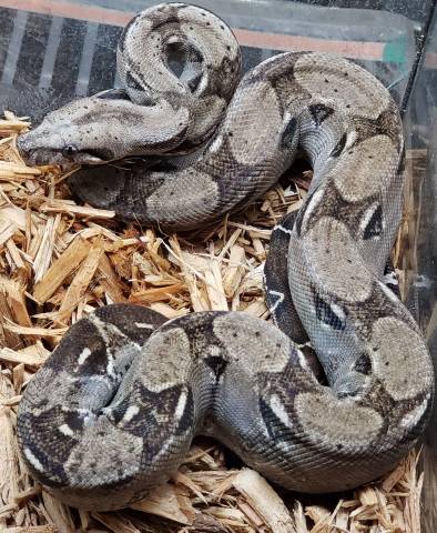 Small Anery Sonoran Boas Het for Leopard