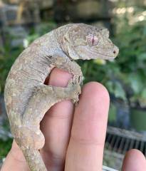 Grand Terre Mossy Prehensile Tailed Geckos (chahoua)