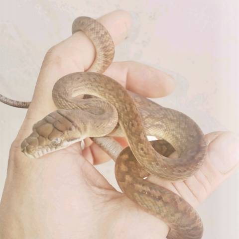 Baby Jayapura Scrub Pythons for sale