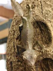 Satanic Leaf Tailed Geckos