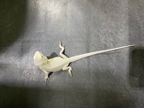 Small Hypo Witblits Bearded Dragons