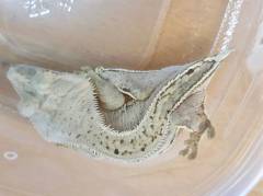 Adult Female Quad Stripe Crested Gecko w/stub tail