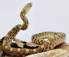 Baby Lajitas Sonoran Gopher Snakes