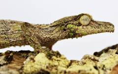 Male Mossy Leaf Tailed Geckos