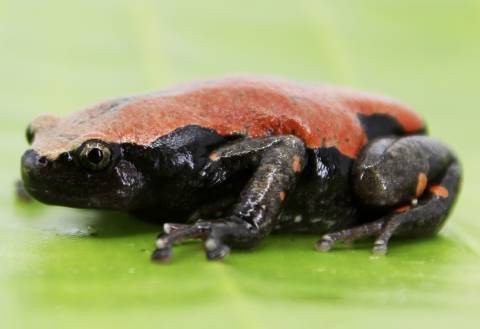 Banded Rubber Frogs (bifasciatus)