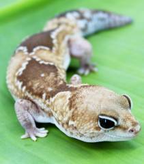 Adult Zulu African Fat Tailed Geckos
