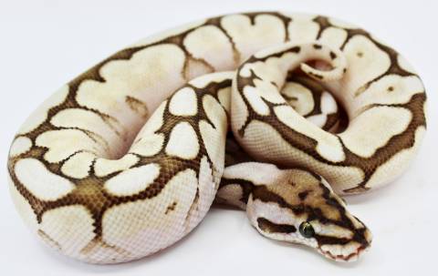 Baby Butter Spider Ball Pythons