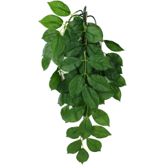 Komodo Green Leaf Climbing Plant Large