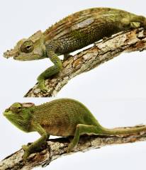 Bohme's Two Horned Chameleons