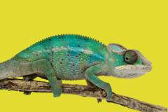 Medium Male Ambilobe Panther Chameleons