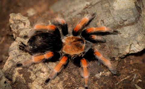 Mexican Fire Leg Spiderlings