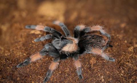 Mexican Red Leg Spiderlings