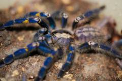 Gooty Sapphire Ornamental Spiderlings