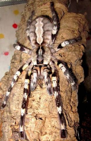 Indian Ornamental Tarantulas Medium