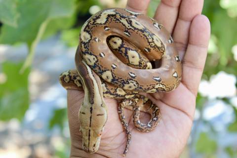 Baby Phantom Reticulated Pythons